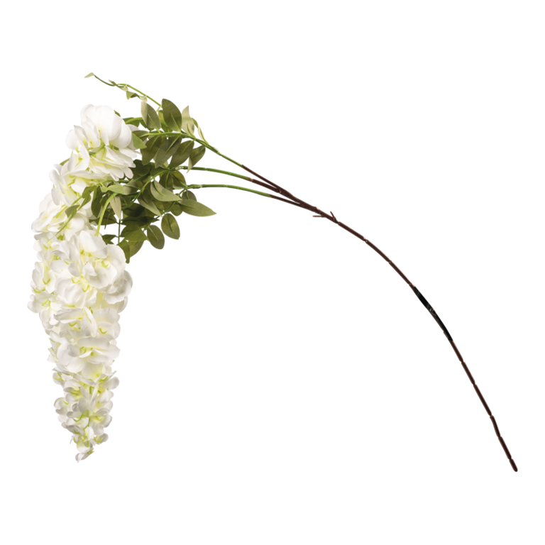 Wisteria spray,