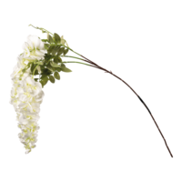Wisteria spray,