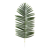 Palm leaf,