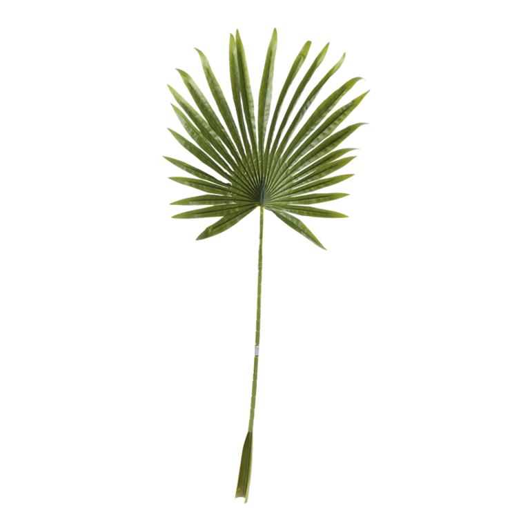Fan palm leaf,
