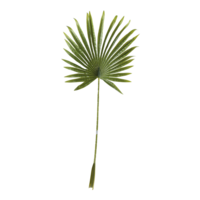 Fan palm leaf,