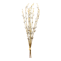 Willow catkin branches,
