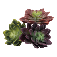 Succulents,
