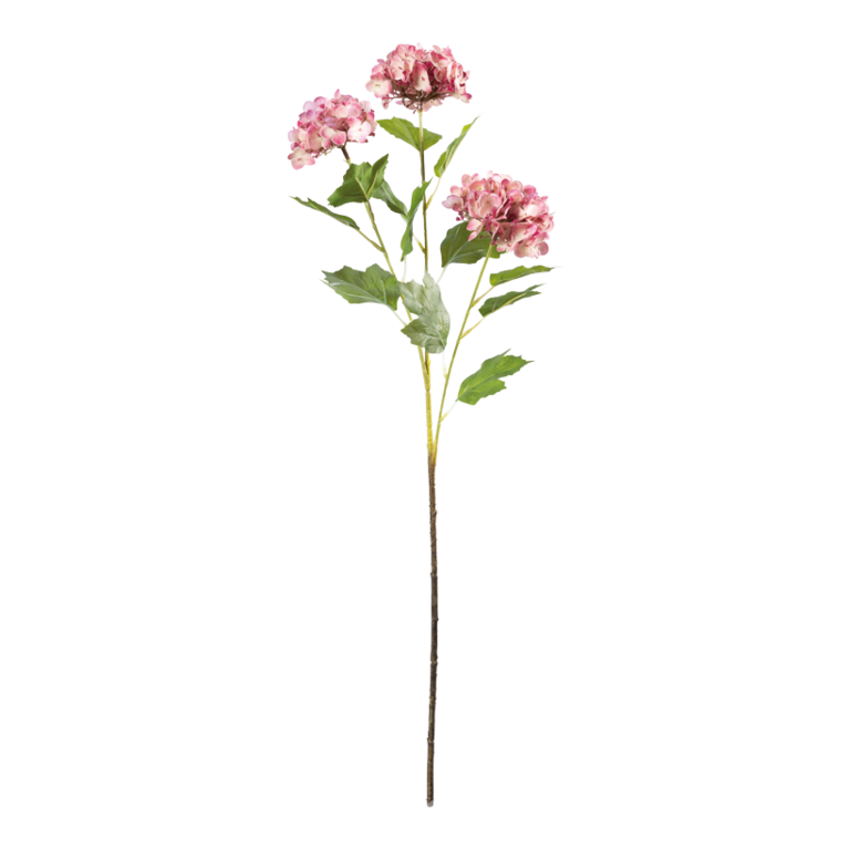Hydrangea,