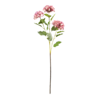Hydrangea,