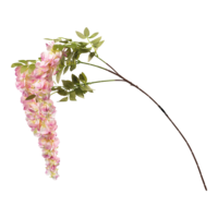 Wisteria spray,