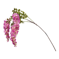 Wisteria spray,
