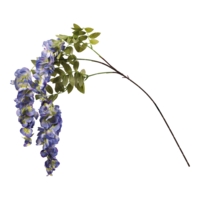 Wisteria spray,