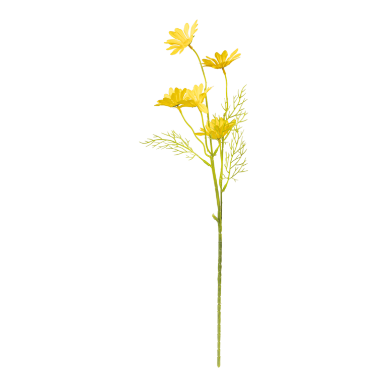 Daisy on stem,