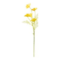 Daisy on stem,