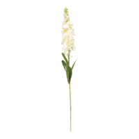 Hyacinth on stem,