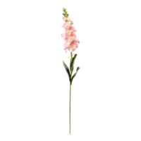 Hyacinth on stem,