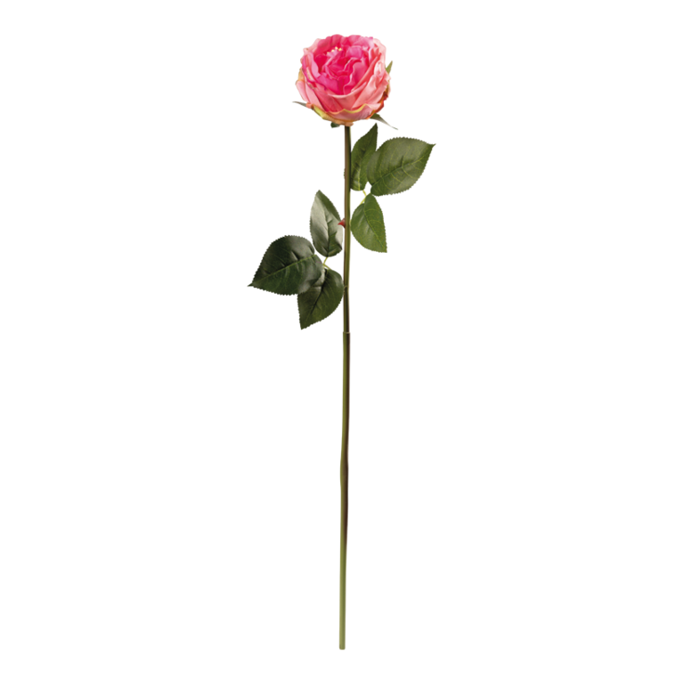 Peony on stem,
