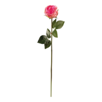 Peony on stem,