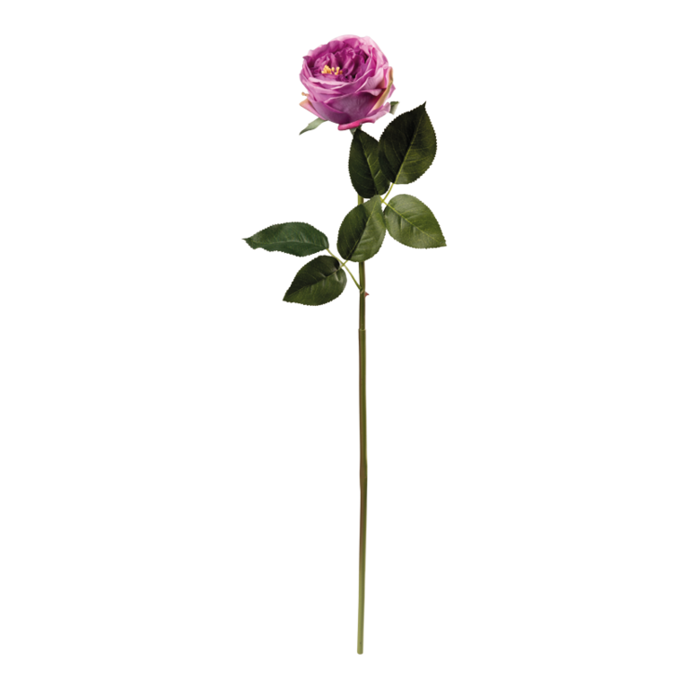 Peony on stem,