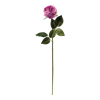 Peony on stem,
