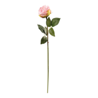 Peony on stem,