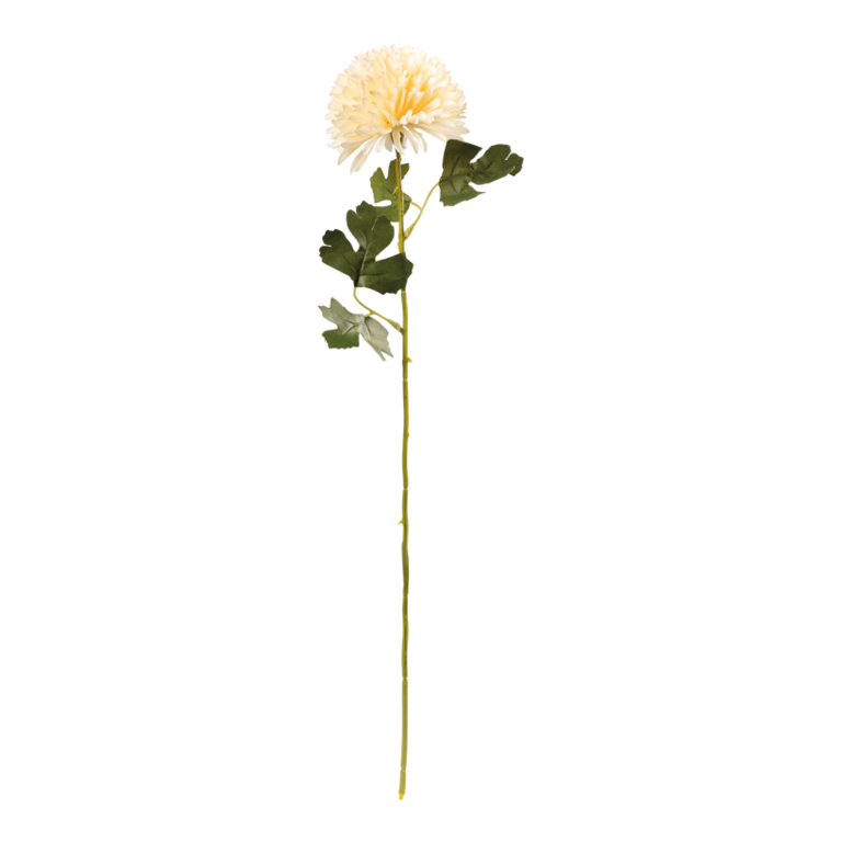 Chrysanthemum on stem,