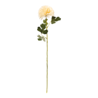 Chrysanthemum on stem,