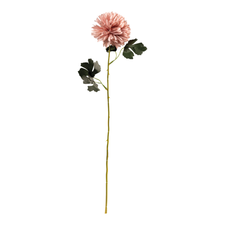 Chrysanthemum on stem,