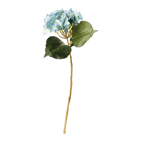 Hydrangea on stem,