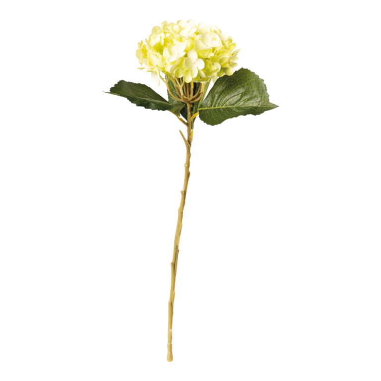 Hydrangea on stem,