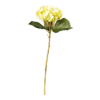 Hydrangea on stem,