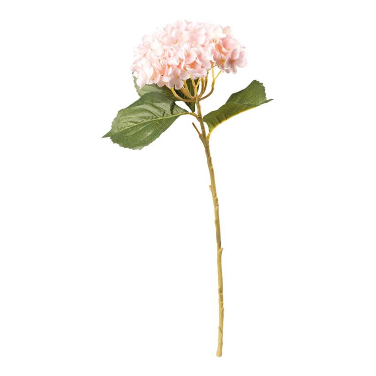Hydrangea on stem,