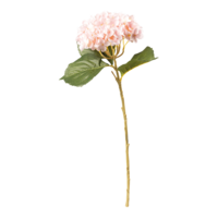 Hydrangea on stem,