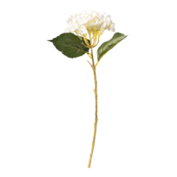 Hydrangea on stem,