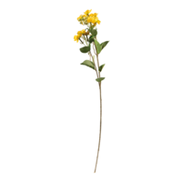Jasmine flower on stem,