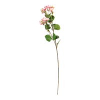 Jasmine flower on stem,