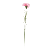 Carnation on stem,