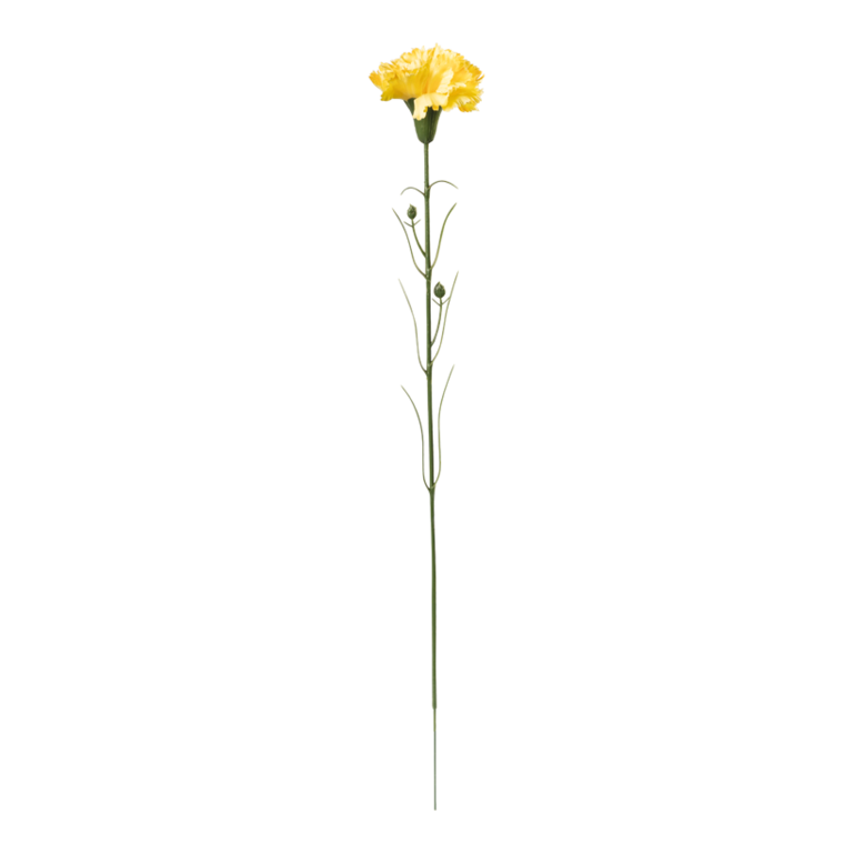 Carnation on stem,