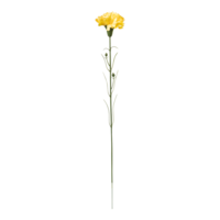 Carnation on stem,