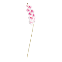 Orchid on stem,