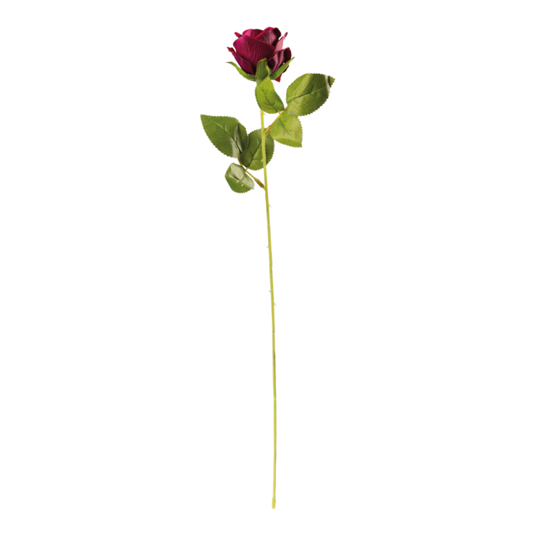 Rose on stem,