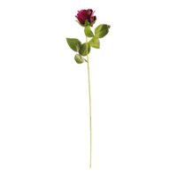 Rose on stem,