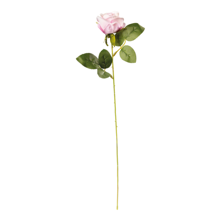 Rose on stem,