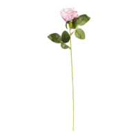 Rose on stem,