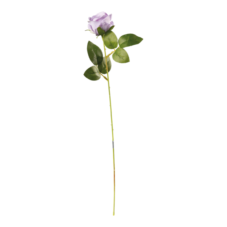 Rose on stem,