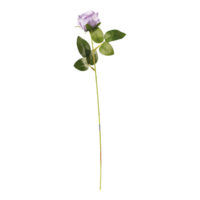 Rose on stem,