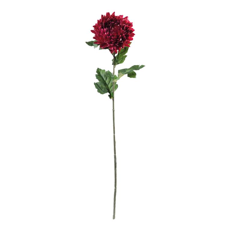 Chrysanthemum on stem,