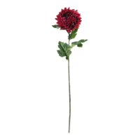 Chrysanthemum on stem,