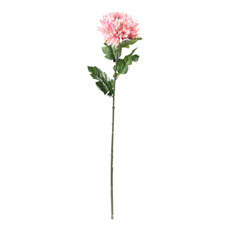 Chrysanthemum on stem,