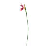 Bird of paradise,