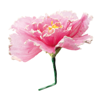 Blossom,