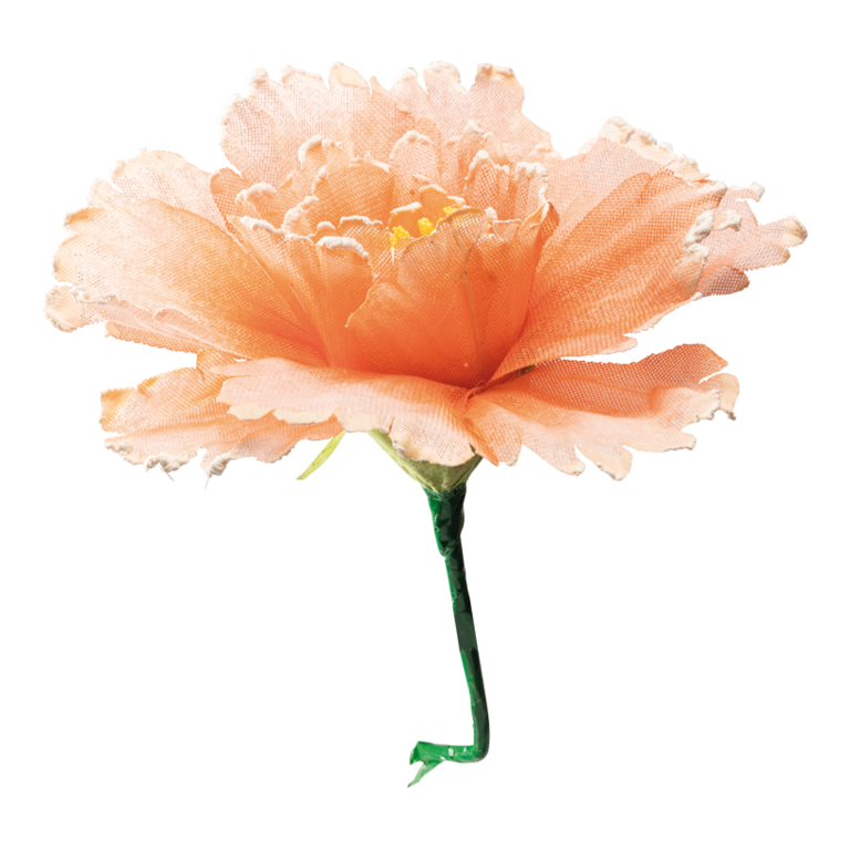 Blossom,