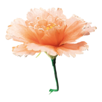 Blossom,