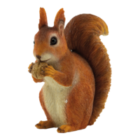 Squirrel,